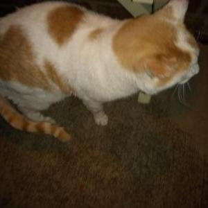 Found Cat Unknown