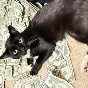 Lost Cat Riley