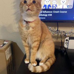 Lost Cat charlie