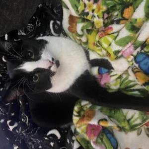 Lost Cat Rocket