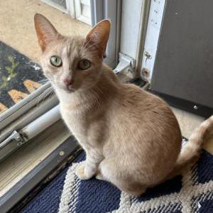 Lost Cat Duke