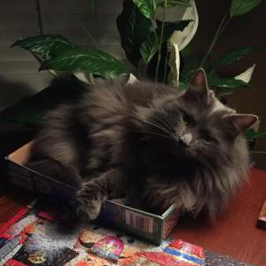 Lost Cat Gretchen