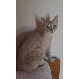 Lost Cat Maui