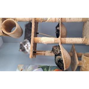 Lost Cat Tazzman