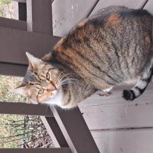 Found Cat Unknown