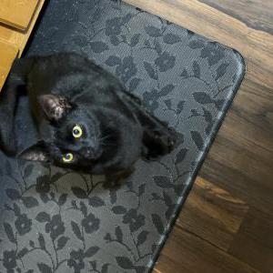 Found Cat Unknown