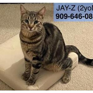 Lost Cat Jayz