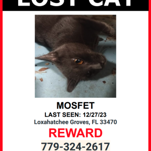 Image of Mosfet, Lost Cat