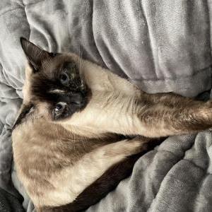 Lost Cat Luna