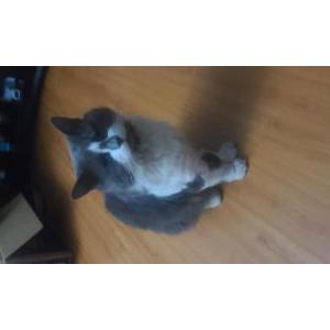 Lost Cat Kitty