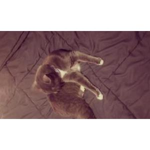Lost Cat Baby Bear