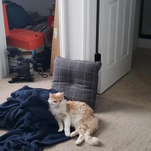 Lost Cat Ollie