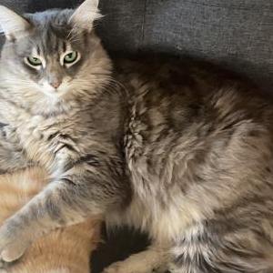 Image of Precious, Lost Cat