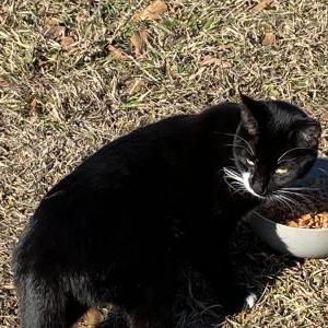 Found Cat Unknown