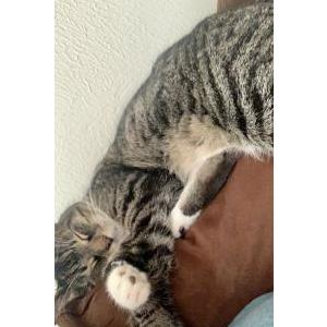Lost Cat Tubby