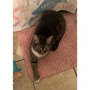 2nd Image of Tubby, Lost Cat