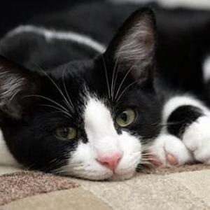 Lost Cat george