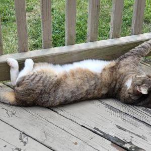 Lost Cat Shorty