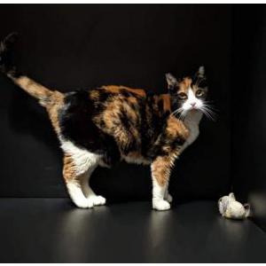 Image of Critta, Lost Cat
