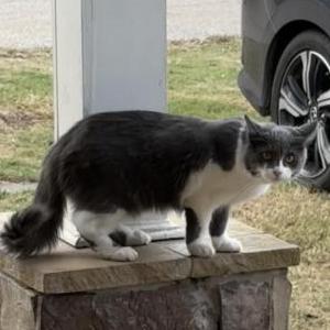 Lost Cat Cosita