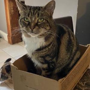 Lost Cat Chloe