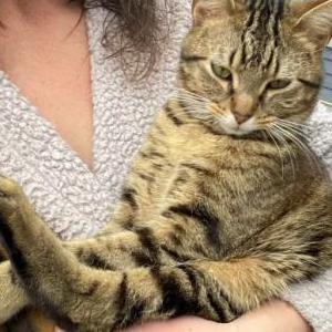 Lost Cat Sage