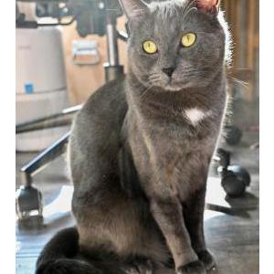 Lost Cat Blue