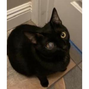 Lost Cat Cookie