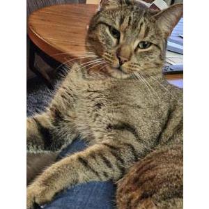 Lost Cat Bunker