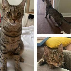 Lost Cat ASH