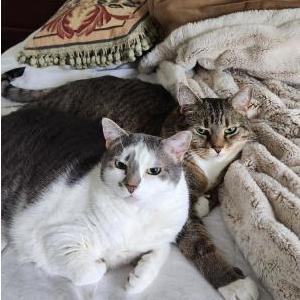 Lost Cat Hattie