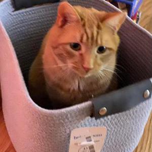 Lost Cat Sam/Sammy