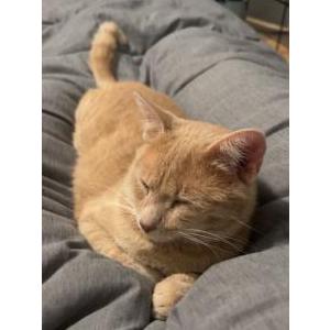 Lost Cat Baby Kitty
