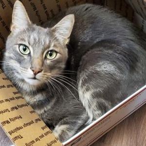 Lost Cat PJ (