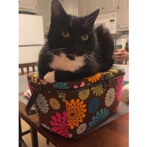 Lost Cat peppy