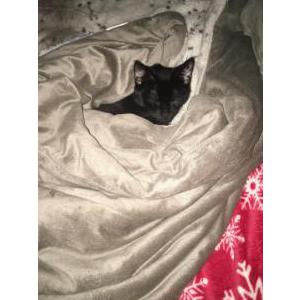 Lost Cat Binxs