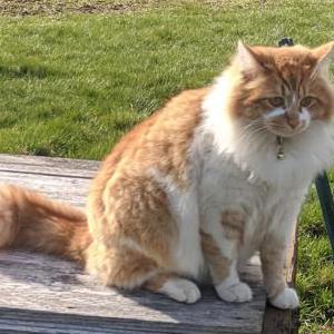 Lost Cat Joey