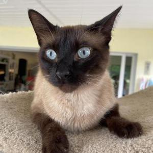 Lost Cat NIGHTY