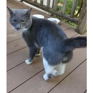 Lost Cat OCTAVIO