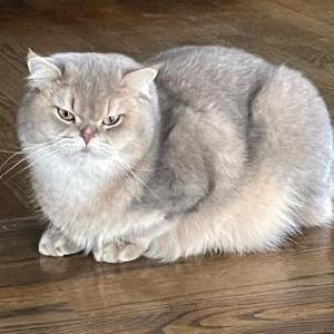 Lost Cat Beaker
