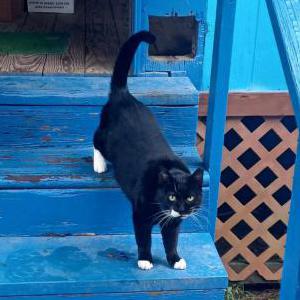Found Cat unknown