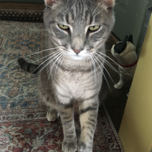 Image of Samson, Lost Cat