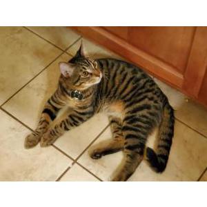 Lost Cat Pickles