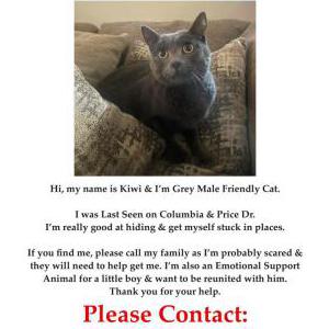 Lost Cat Kiwi