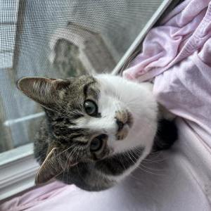 Lost Cat Lorelei