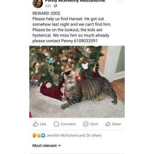 Lost Cat Hansel