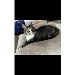 Lost Cat Mittens