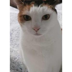 Image of Dotty Baker, Lost Cat