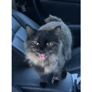 Lost Cat Bun Bun