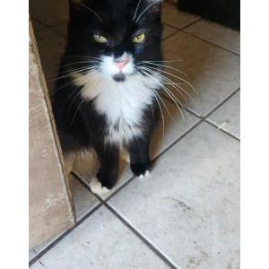 Image of Sully, Lost Cat